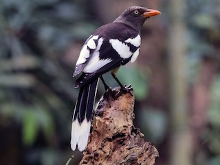 成鳥 (Black-tailed) - Edmond Sham - ML177809741