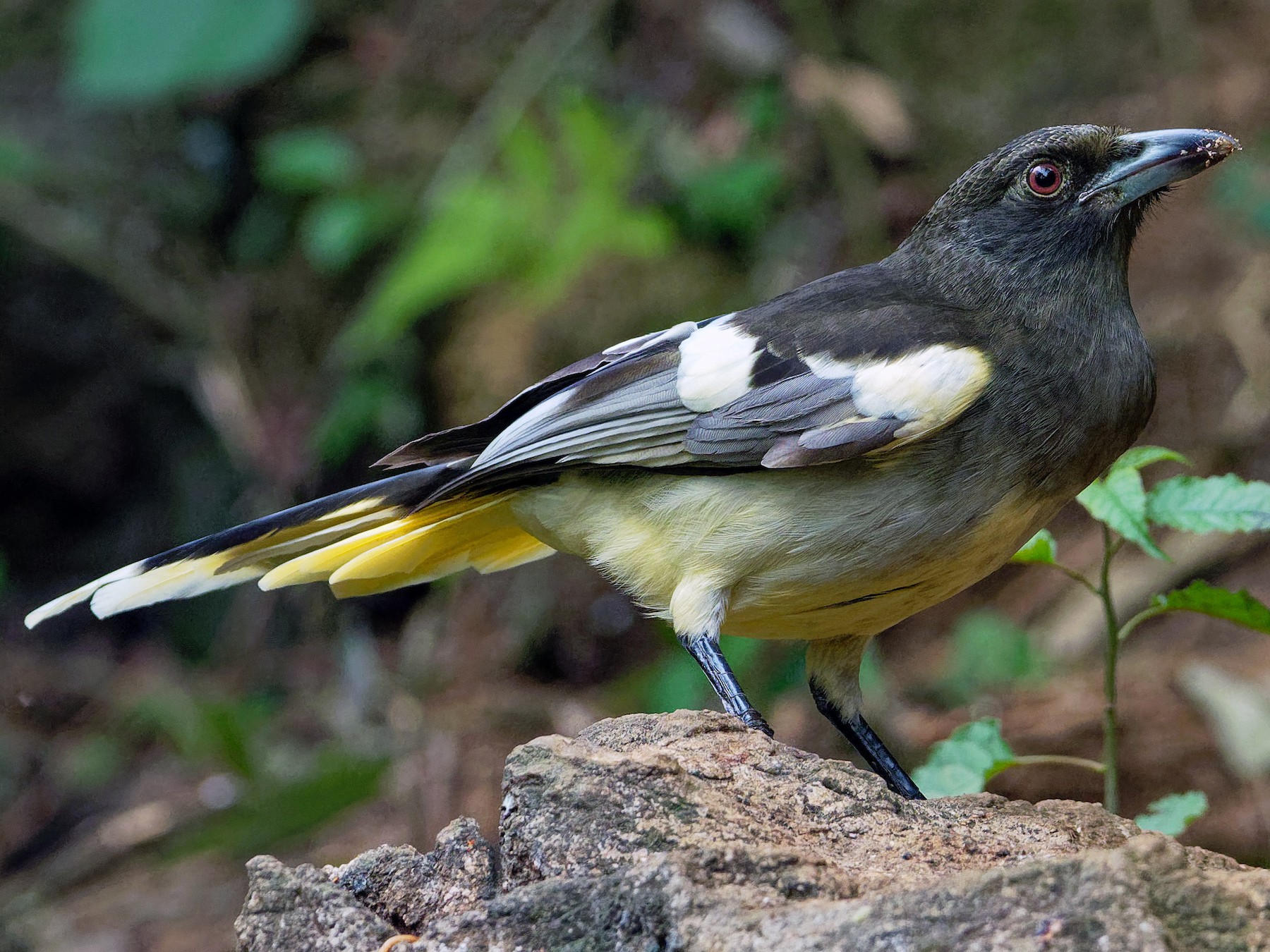 White-winged Magpie - Vincent Wang