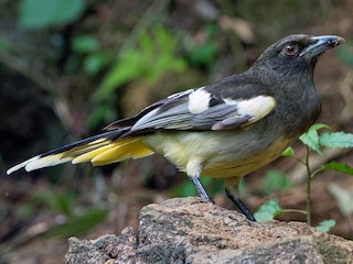 Adult (Black-tailed) - Vincent Wang - ML177809771