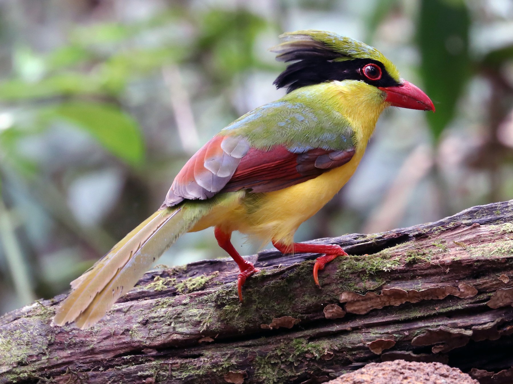 Indochinese Green-Magpie - Edmond Sham