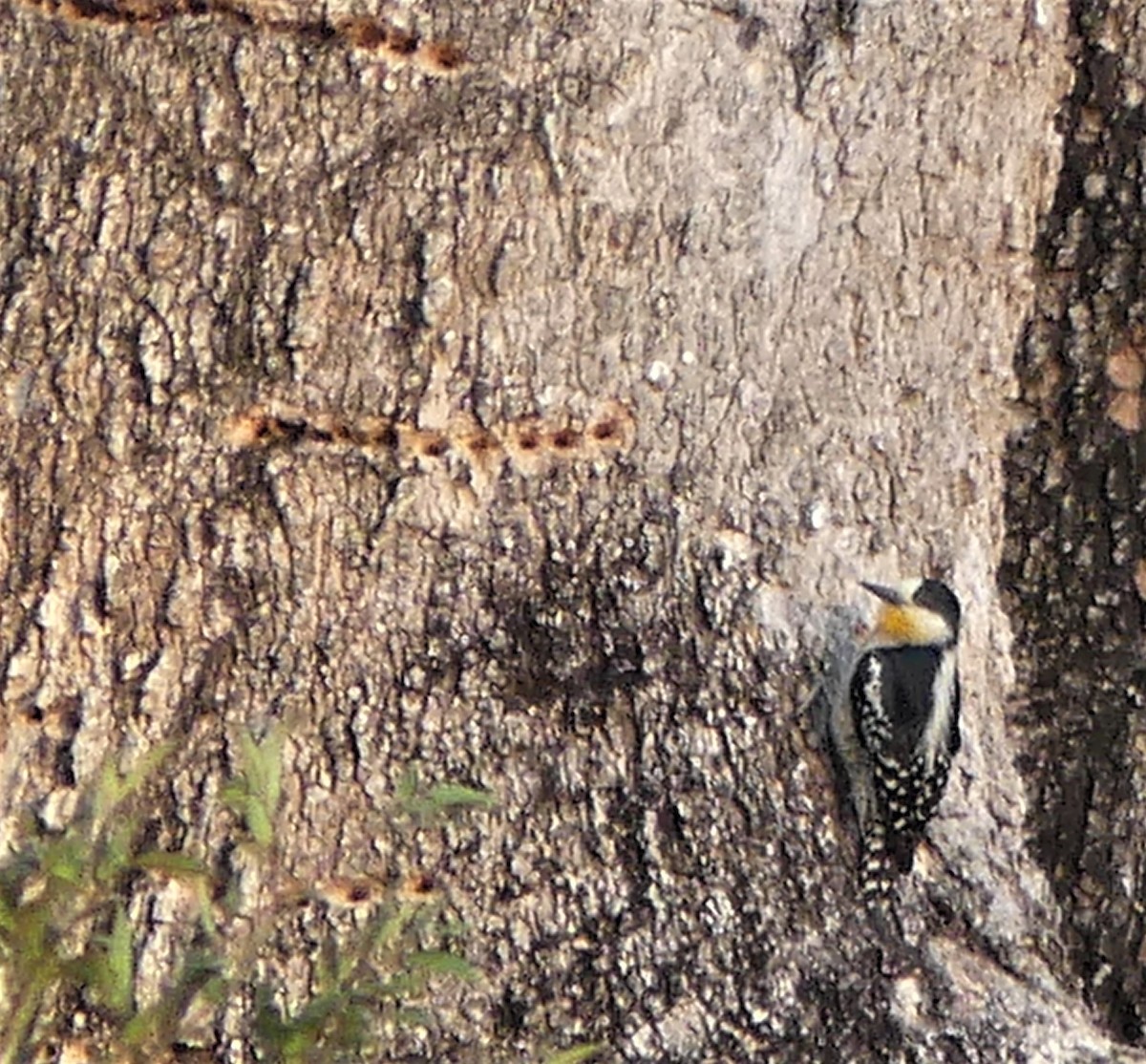 White-fronted Woodpecker - ML177813661