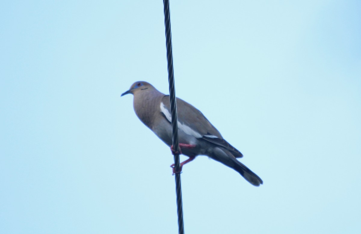 White-winged Dove - ML177814161