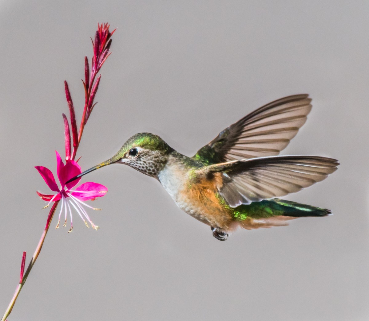 Broad-tailed Hummingbird - ML177814641