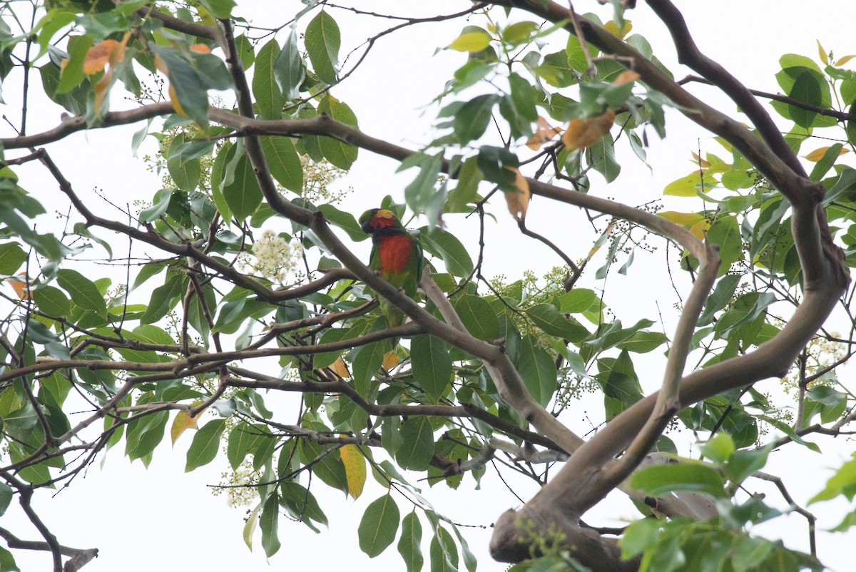 Папужець червоногорлий - ML177815481