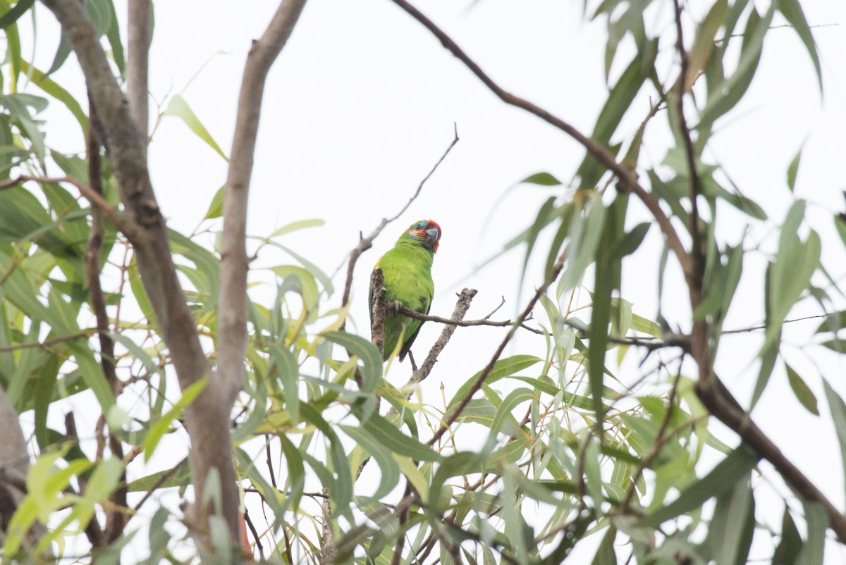 Double-eyed Fig-Parrot - ML177815571