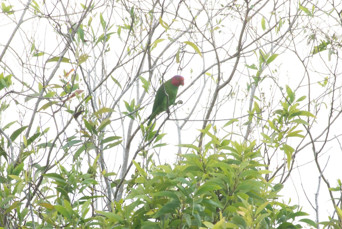 Red-cheeked Parrot - ML177815691