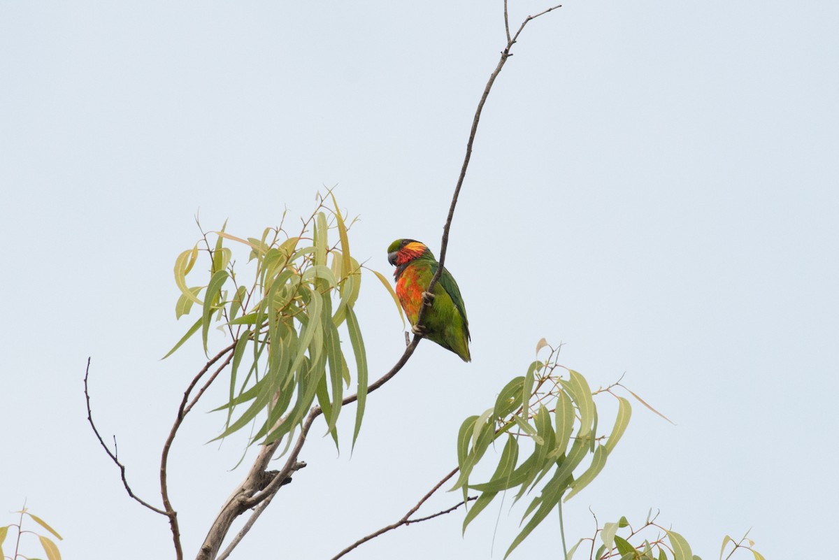 Edwards's Fig-Parrot - ML177815821