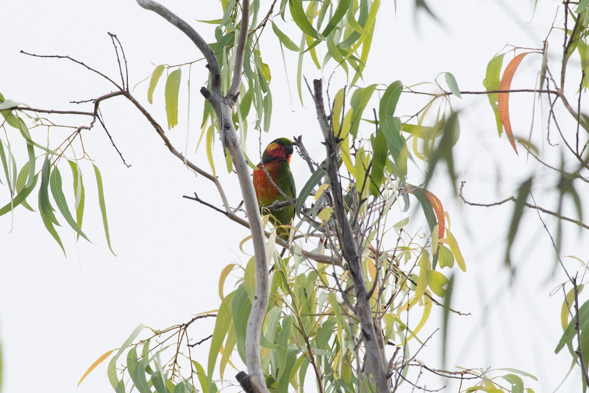 Edwards's Fig-Parrot - ML177815861