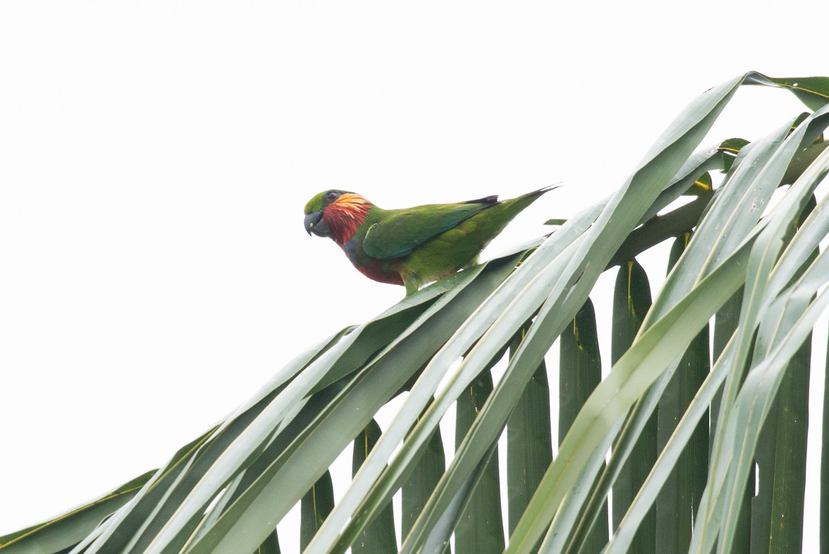 Желтоухий фиговый попугайчик - ML177816051