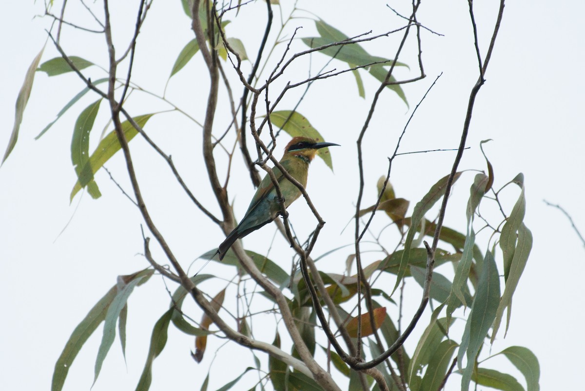Rainbow Bee-eater - ML177820591