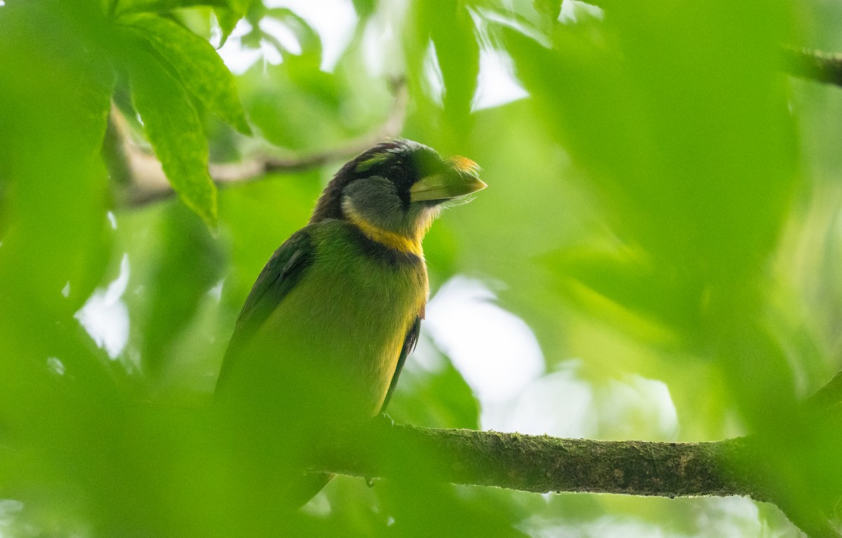 Fire-tufted Barbet - Forest Botial-Jarvis