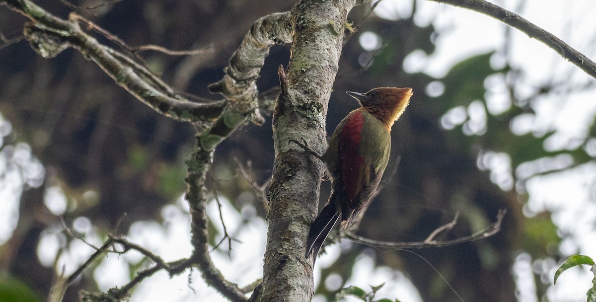 Checker-throated Woodpecker - Forest Botial-Jarvis