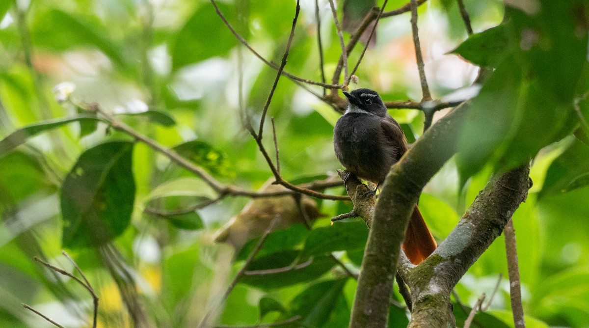 Rufous-tailed Fantail - Forest Botial-Jarvis