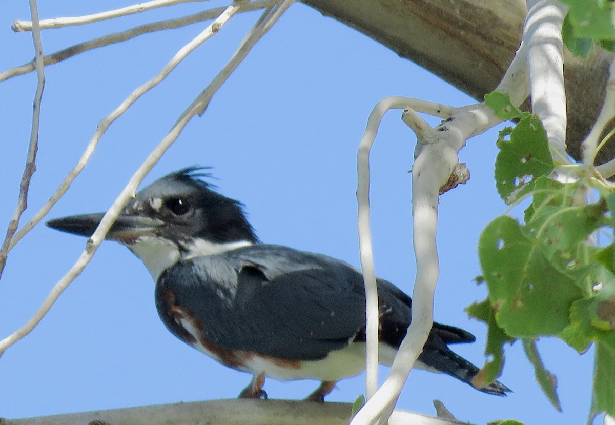 Belted Kingfisher - ML177821941