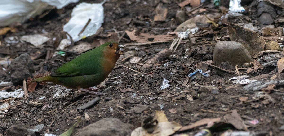 Tawny-breasted Parrotfinch - ML177821961