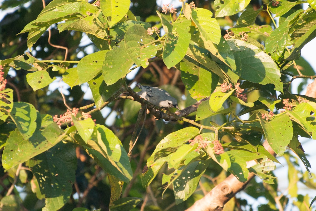 Common Cicadabird - ML177824341