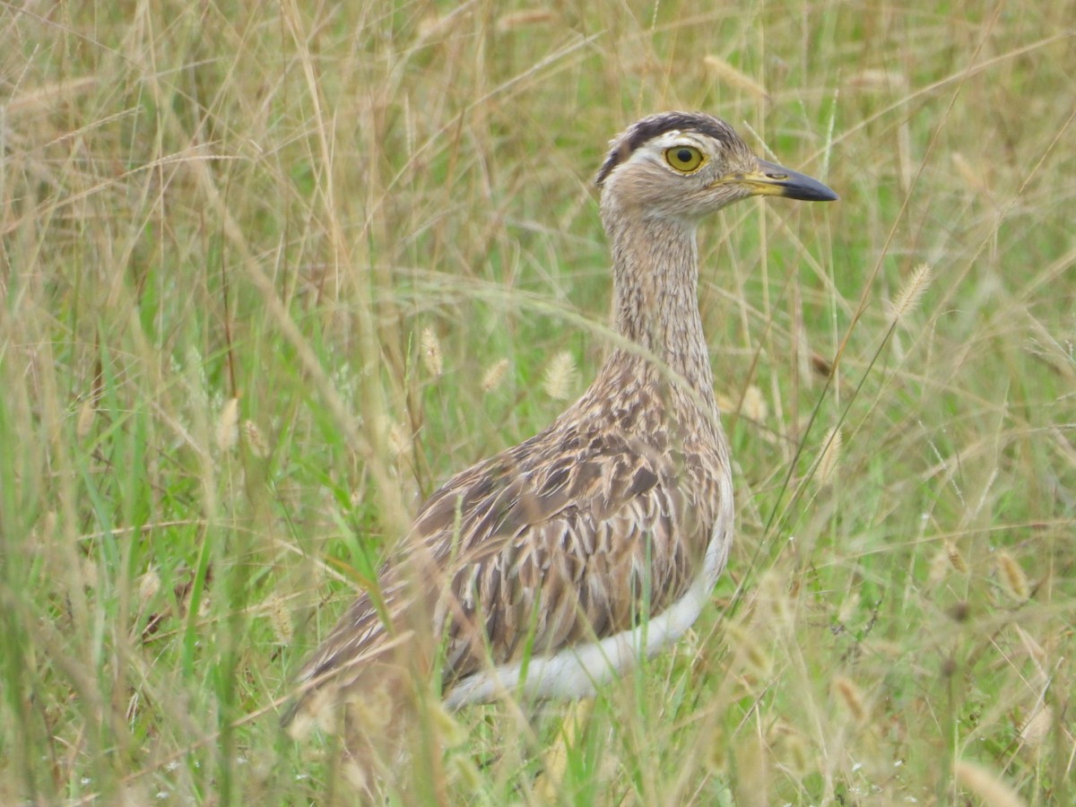 Double-striped Thick-knee - ML177824781