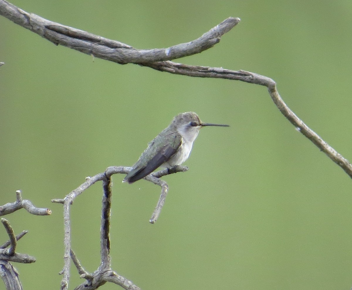Costa's Hummingbird - ML177826431