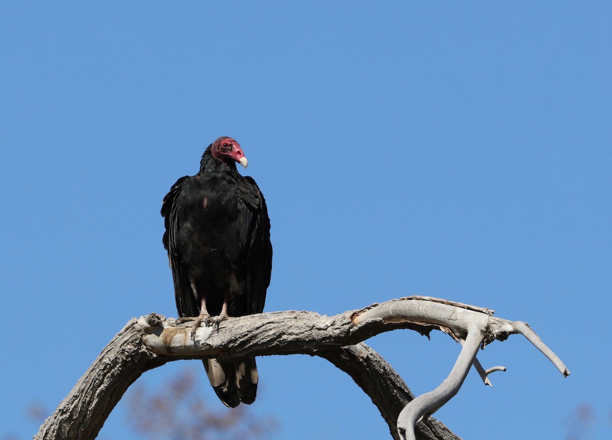 Turkey Vulture - Lynn Duncan