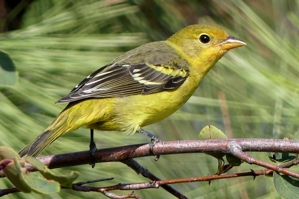 Western Tanager - ML177828601