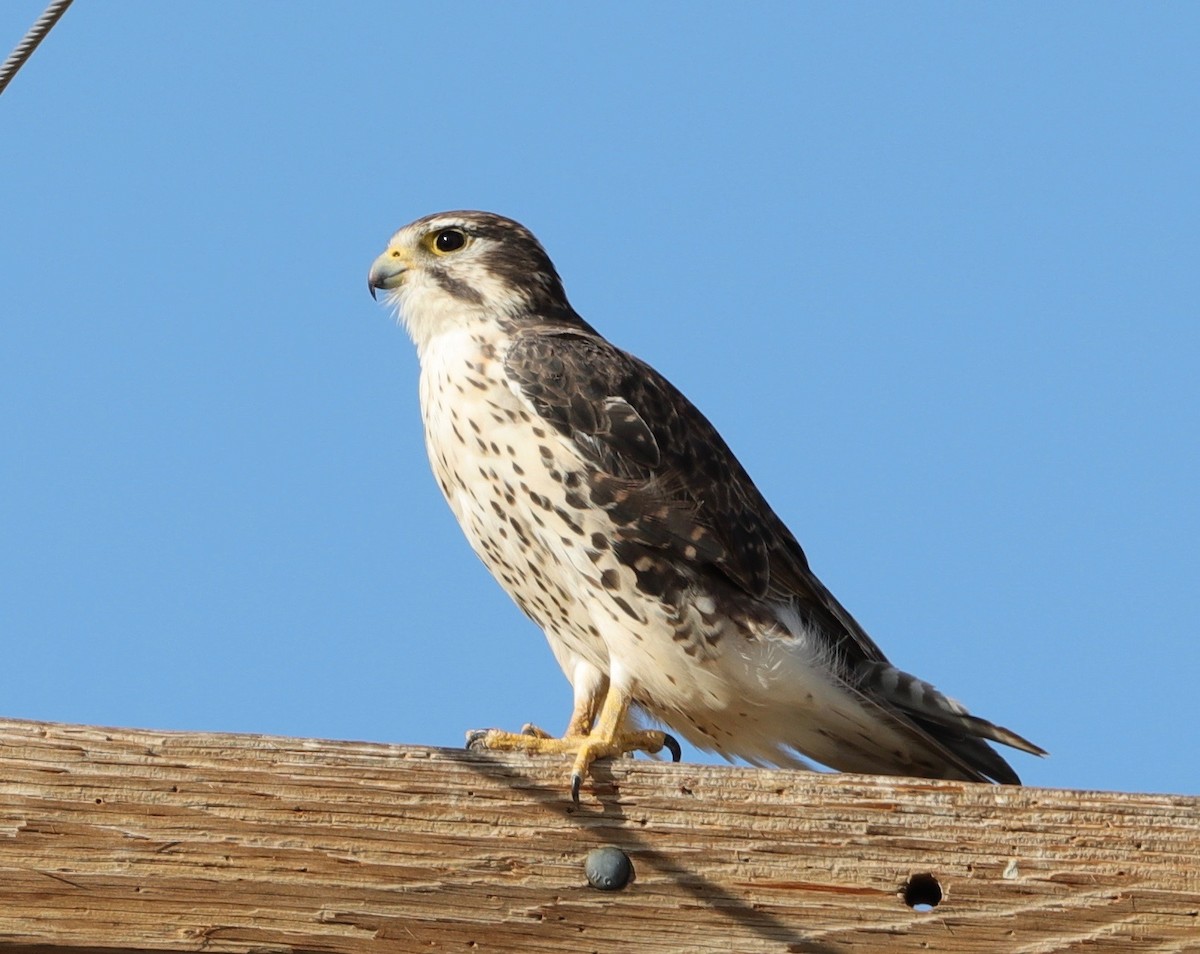 Prairie Falcon - Lynn Duncan