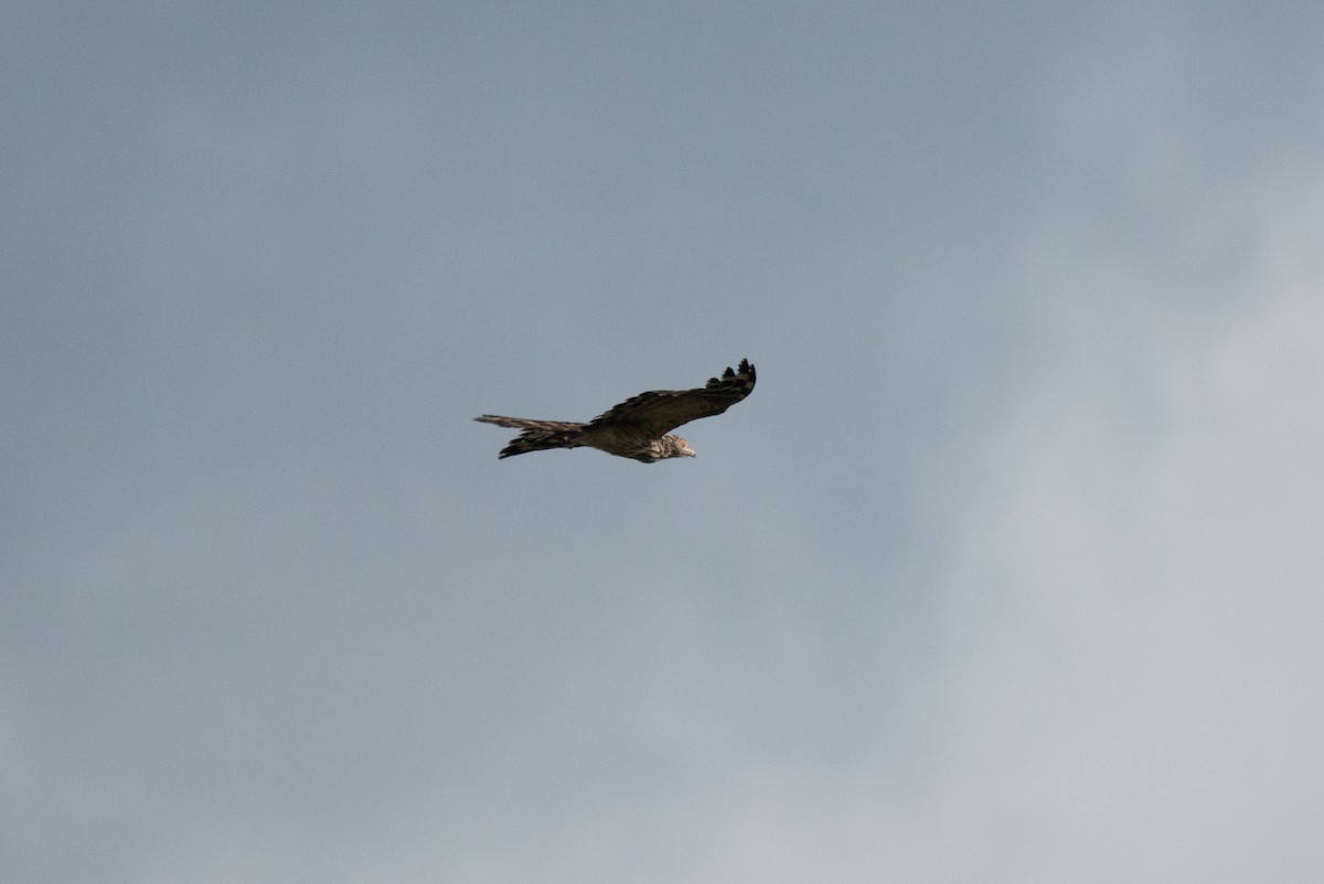 Long-tailed Honey-buzzard - ML177829031