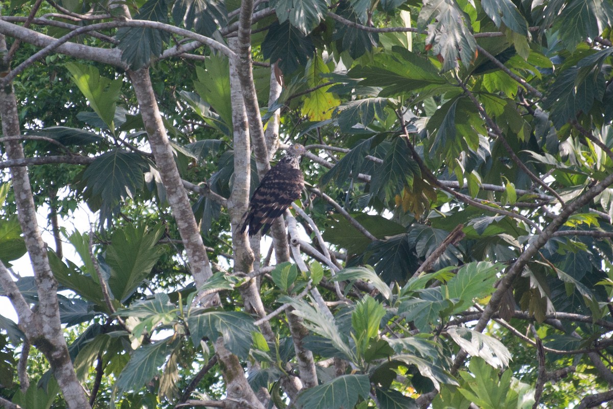 Long-tailed Honey-buzzard - ML177829041