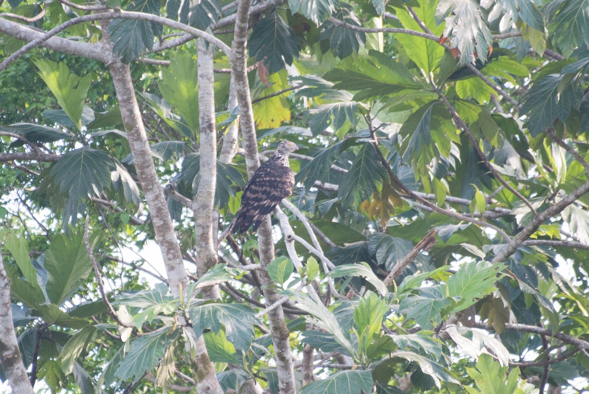 Long-tailed Honey-buzzard - ML177829051