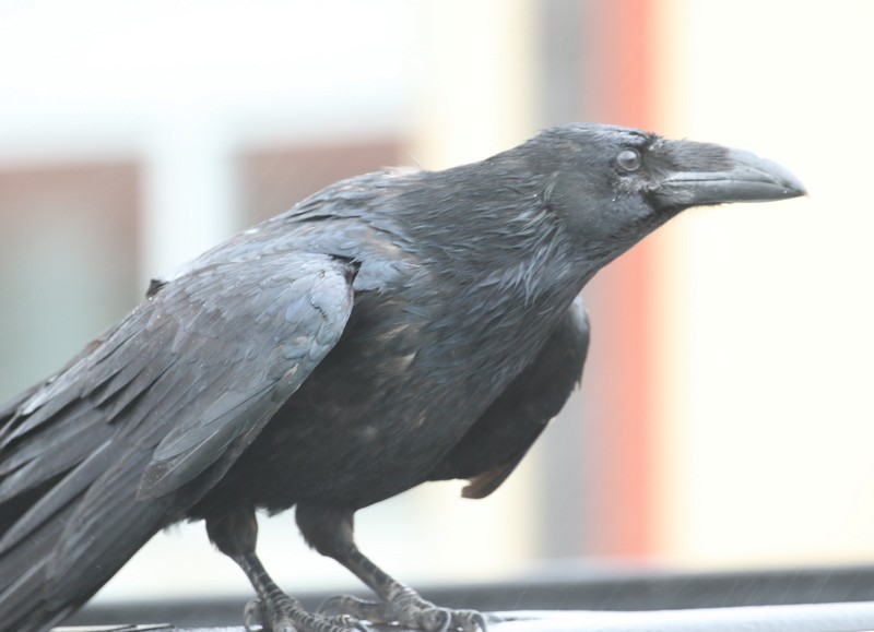Common Raven - Franklin Haas