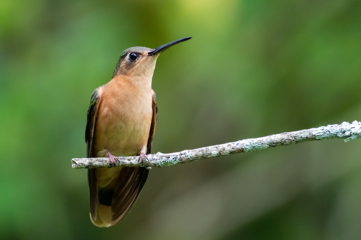 kolibřík pestroocasý - ML177832201