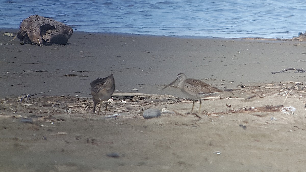 Long-billed Dowitcher - ML177832291