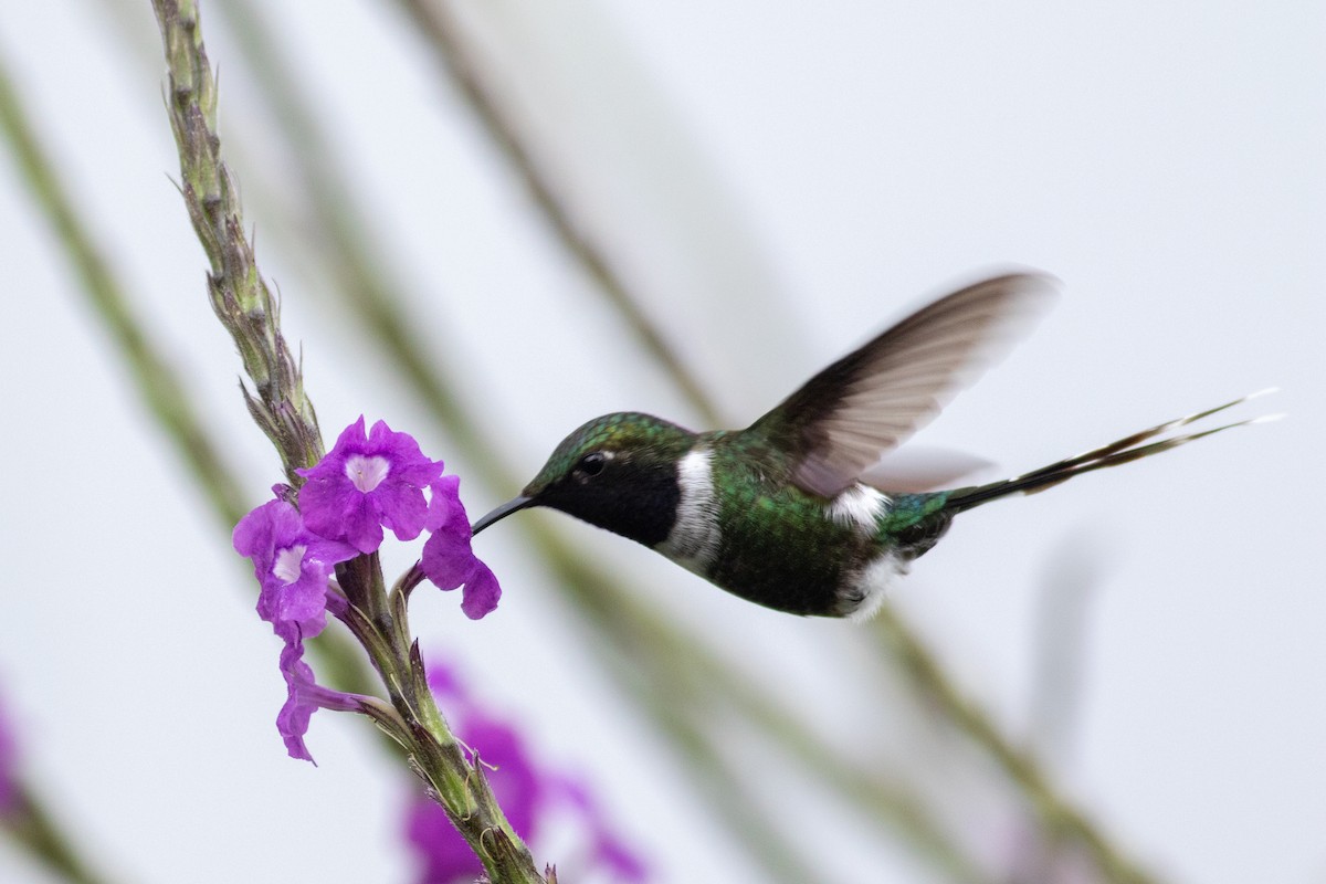 Sparkling-tailed Hummingbird - ML177832691