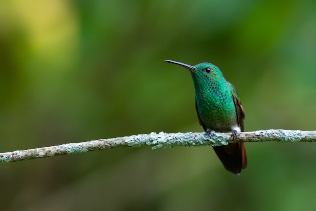 berylline hummingbird