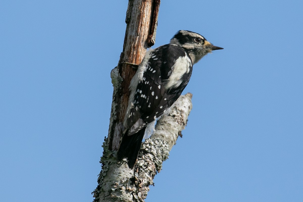 Downy Woodpecker - ML177833851