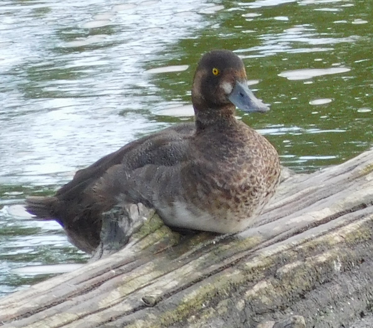 Greater Scaup - ML177834981
