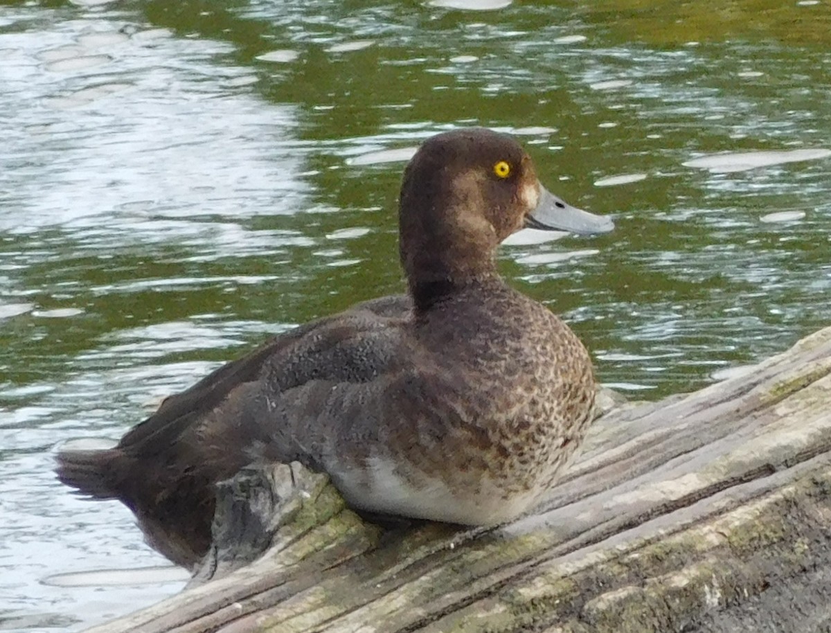 Greater Scaup - ML177834991