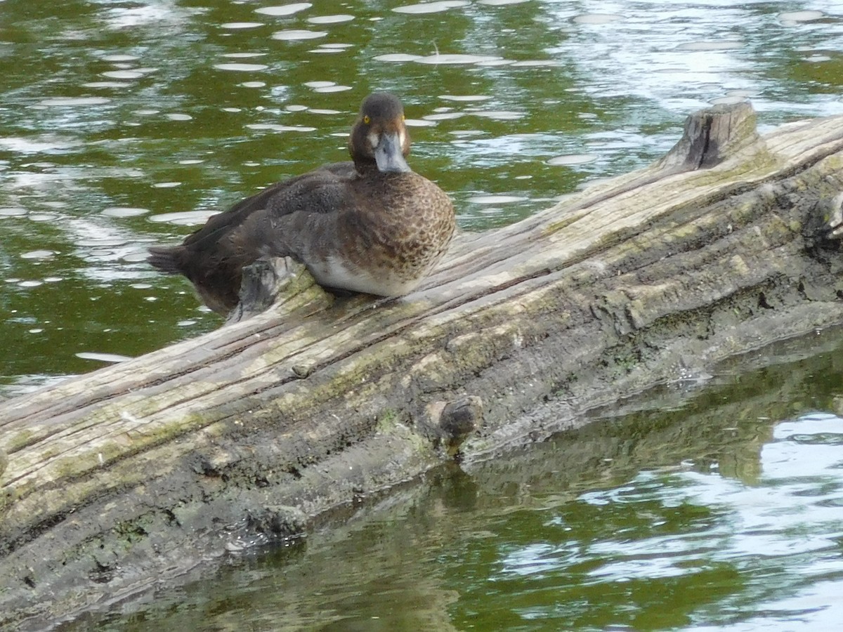 Greater Scaup - ML177835371