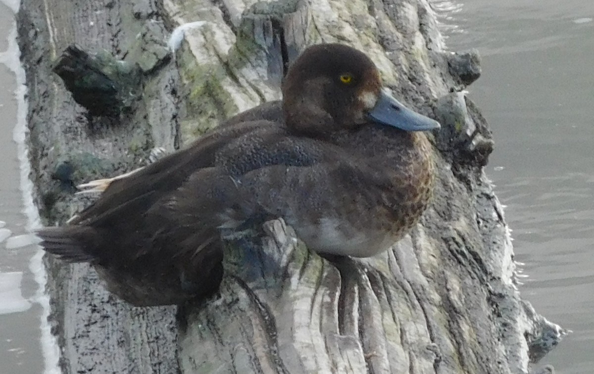 Greater Scaup - ML177835631