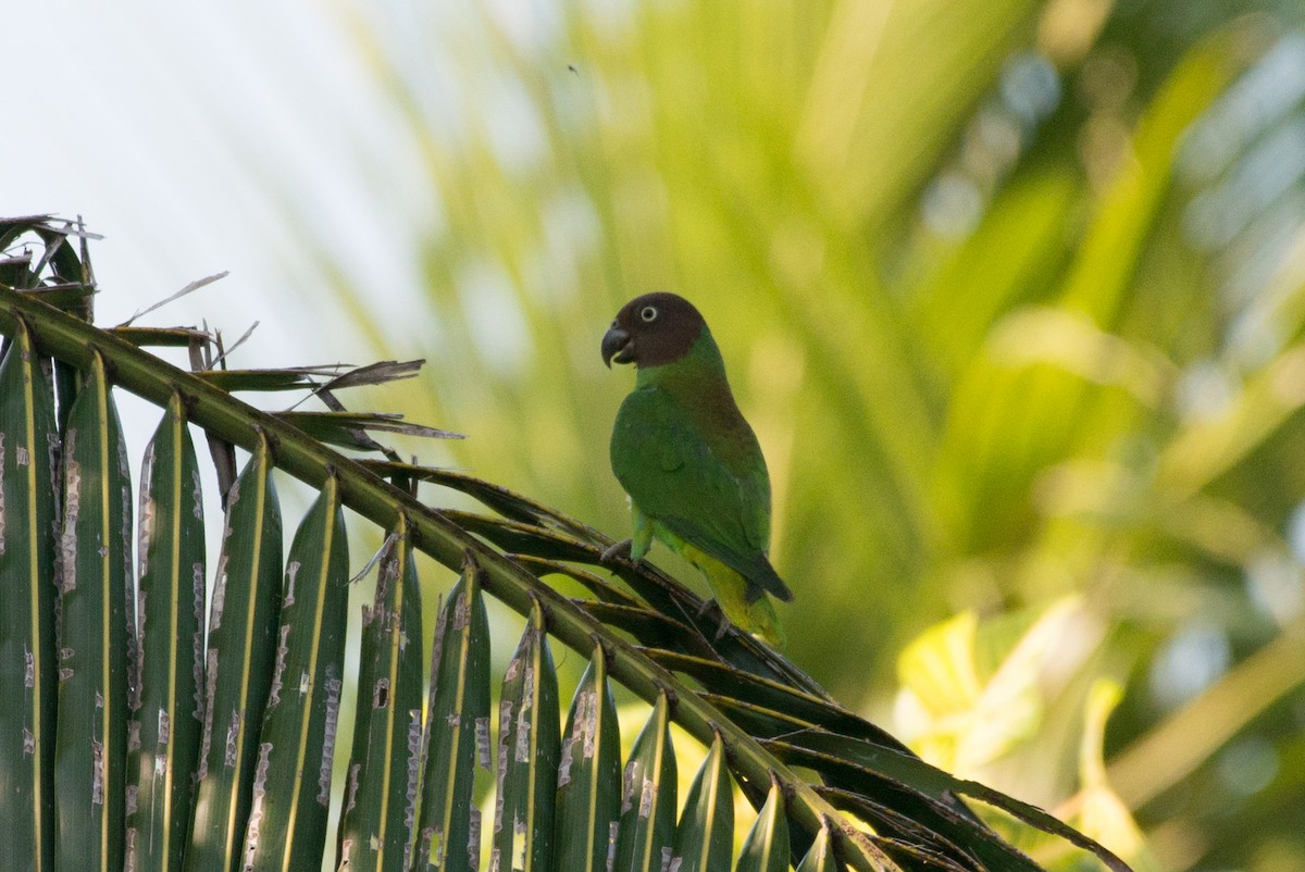 Red-cheeked Parrot - ML177837611