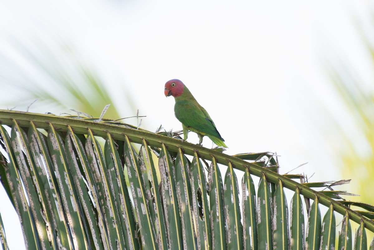 Red-cheeked Parrot - ML177837631