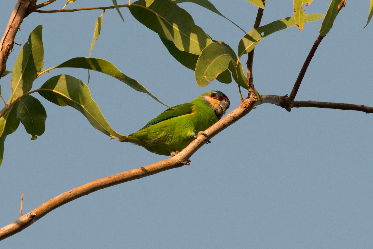 Double-eyed Fig-Parrot - ML177837701