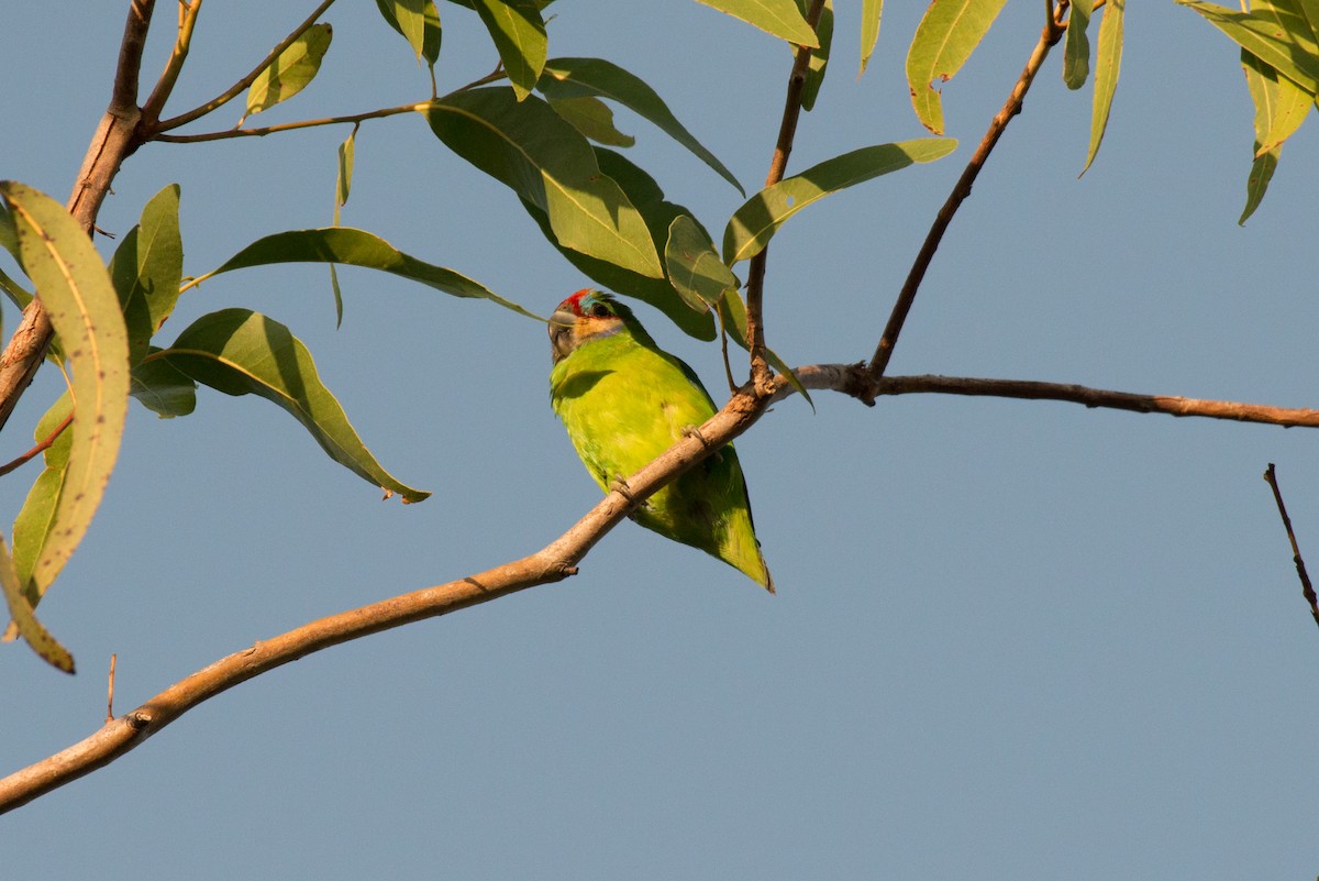 Double-eyed Fig-Parrot - ML177837711