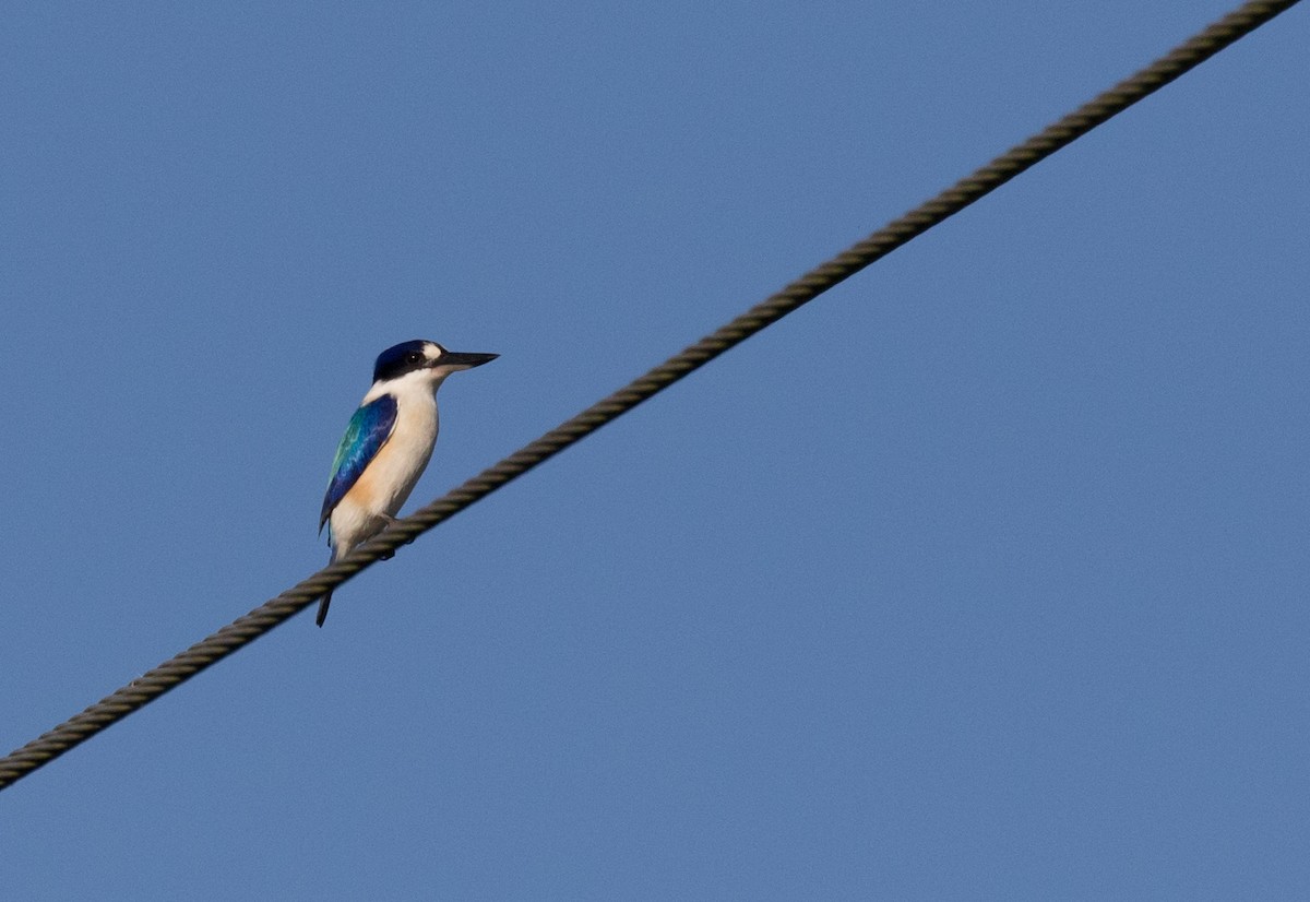 Forest Kingfisher - ML177838171