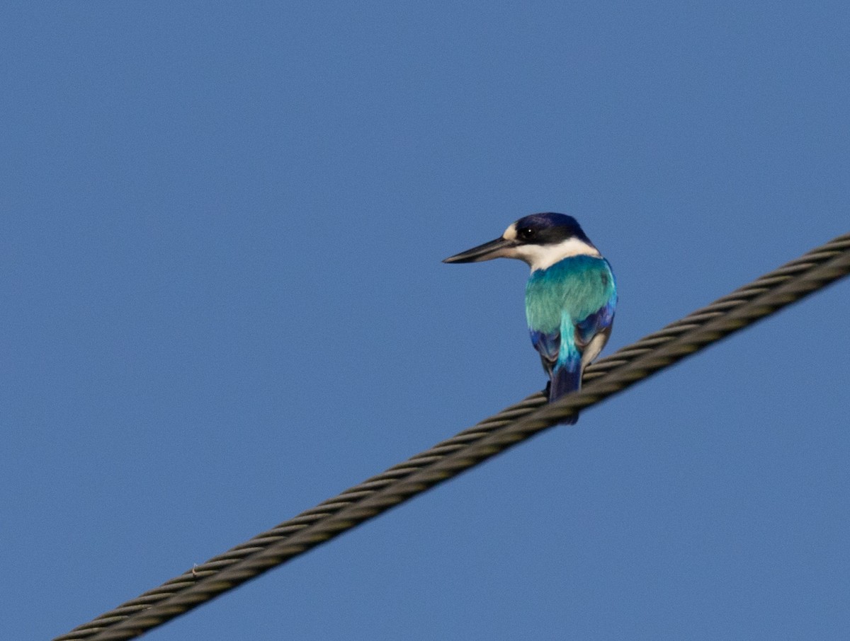Forest Kingfisher - ML177838181