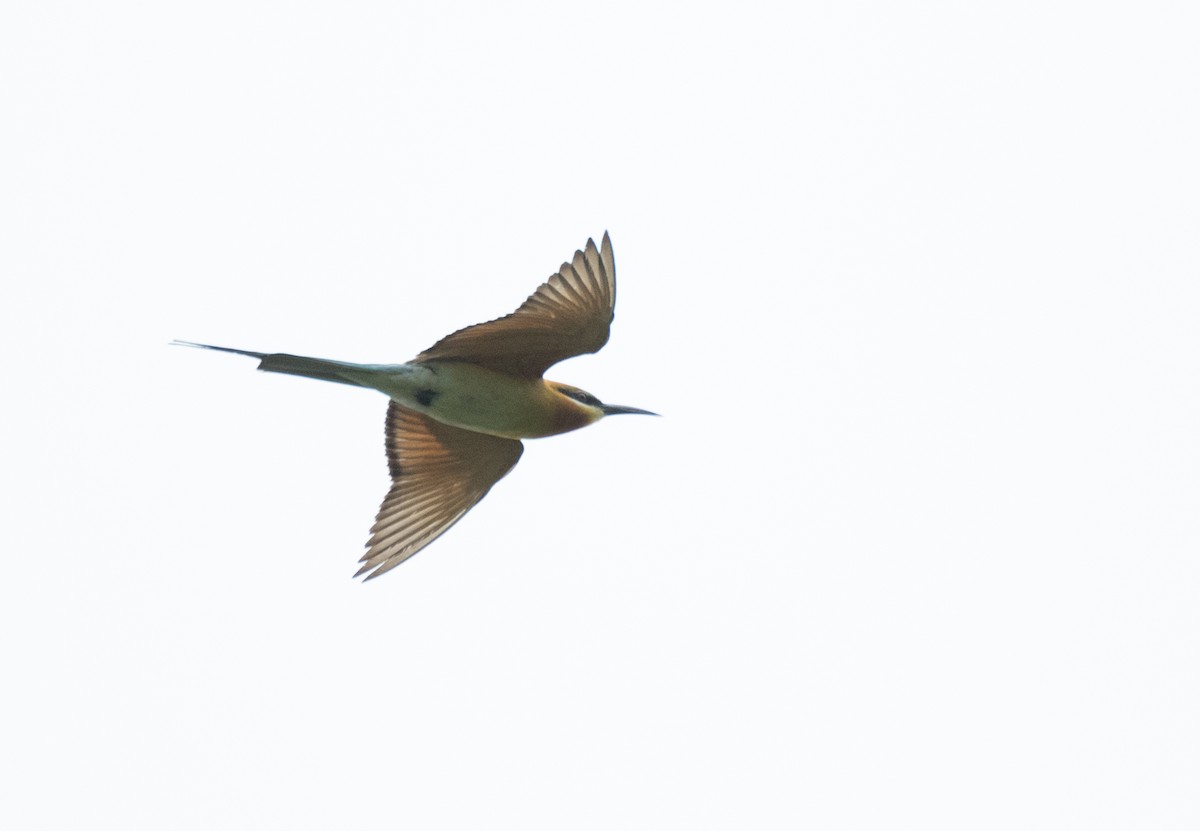 Blue-tailed Bee-eater - ML177839301