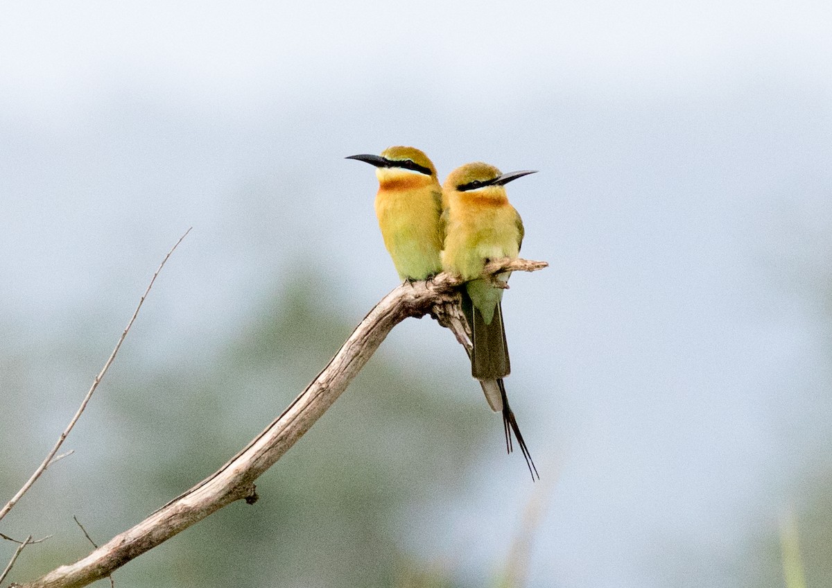 Blue-tailed Bee-eater - Chris Barnes
