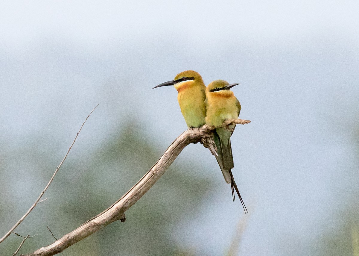 Blue-tailed Bee-eater - ML177839321