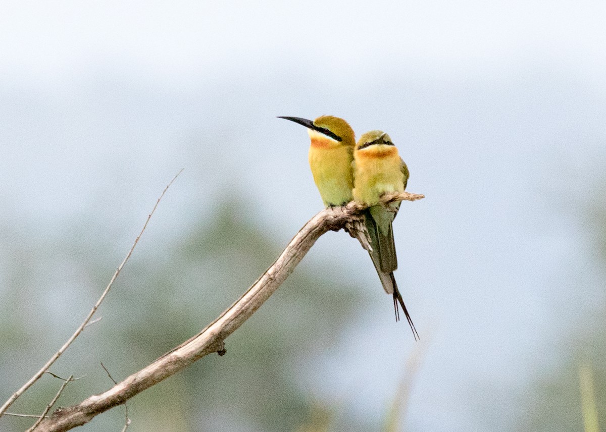 Blue-tailed Bee-eater - ML177839331