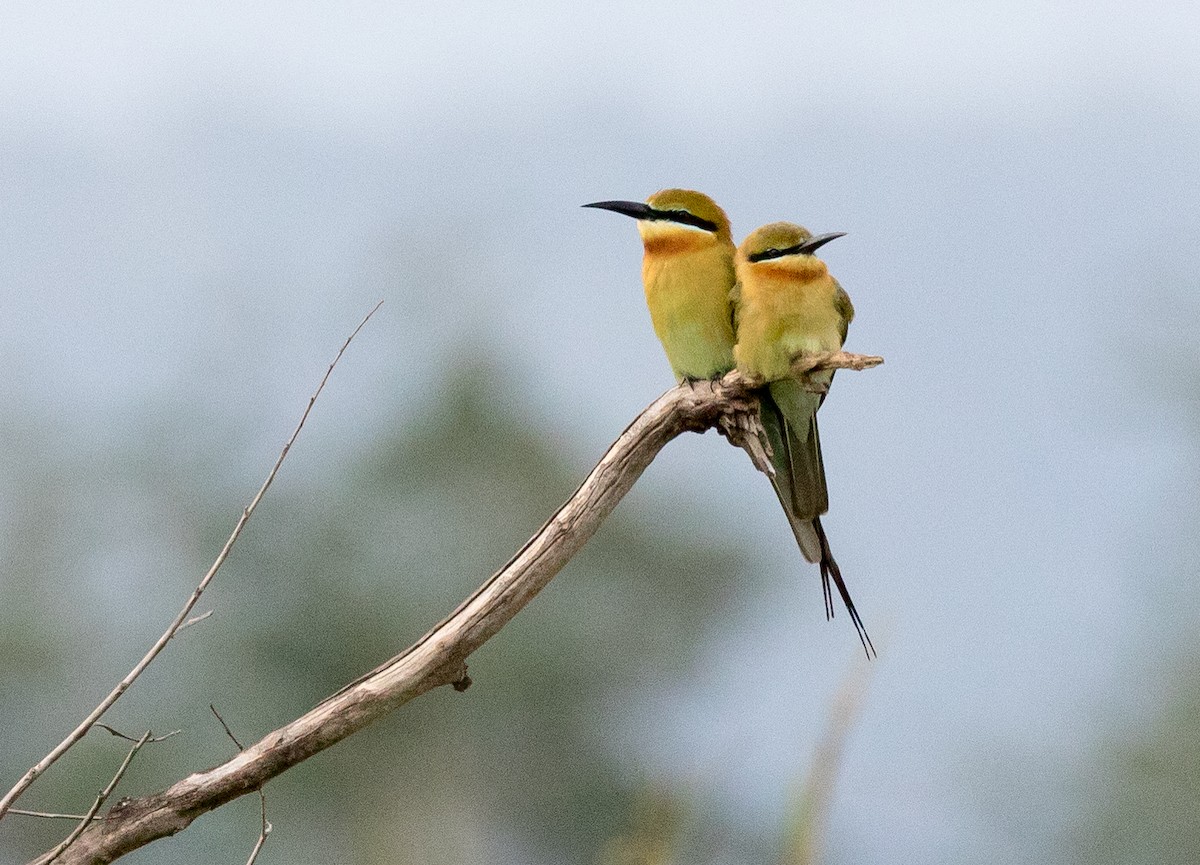 Blue-tailed Bee-eater - ML177839341