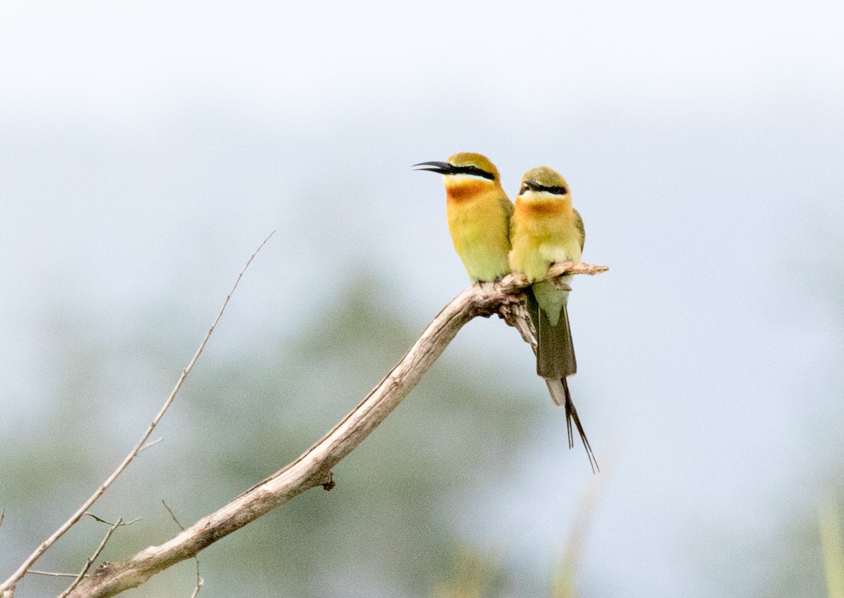 Blue-tailed Bee-eater - ML177839351